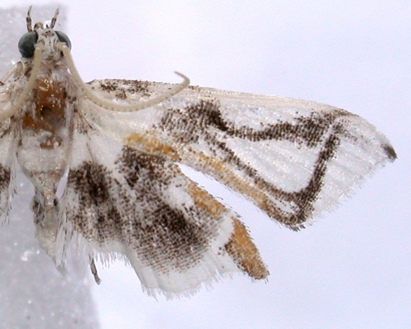 Musotima sp. 11